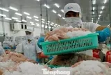 Một số doanh nghiệp thủy sản tạm dừng xuất khẩu Trung Đông