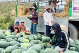 Giá dưa hấu còn 1.000 đồng/kg, nhiều hộ trồng lỗ hàng trăm triệu đồng