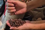 Giá cà phê hôm nay 15-3: Chốt tuần giảm, Robusta thay thế Arabica càng nhiều