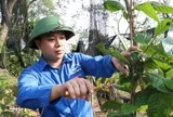 Sở hữu hơn 1ha loại cây trốn nắng ra "vàng", chàng trai trẻ ở Phú Thọ thu lãi hàng tỷ đồng