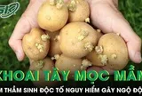 Khoai tây mọc mầm âm thầm sinh độc tố nguy hiểm có thể gây ngộ độc nặng