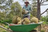 Sầu riêng lại rớt giá