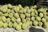 Giá sầu riêng Ri6 rơi tự do, nông dân đứng ngồi không yên