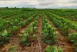 Không phải sầu riêng, Campuchia trở thành đối thủ cạnh tranh với Thái Lan, Việt Nam một loại 'vàng trắng': Là sản phẩm nước ta xuất khẩu top 3 thế giới