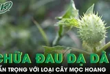 Cà độc dược chữa đau dạ dày, nhưng coi chừng ‘con dao hai lưỡi’