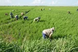 Cuba áp dụng cách của Việt Nam: Thả một loài vật xuống ruộng lúa, kết quả gây bất ngờ
