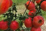 Tin vui cho 'tín đồ' trái cây ngoại: 2 loại quả nổi tiếng của Ấn Độ sắp vào Việt Nam, hứa hẹn giá 'vừa túi tiền'