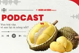 Sầu riêng - "vua" trái cây: Vì sao ra nông nỗi?