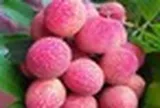 Loại vải to như quả trứng gà, giá 400.000 đồng/kg vẫn không có hàng để ăn tại Thanh Hà