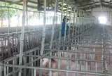 Giá heo hơi hôm nay, 13-5: Miền Bắc tăng tới 8.000 đồng/kg sau một tuần