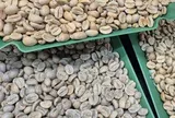 Giá cà phê hôm nay 14-5: Robusta tăng mạnh