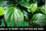 Loại lá rẻ tiền mọc khắp Việt Nam nhưng là 'vị thuốc' cực tốt cho sức khỏe