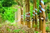 1 cổ phiếu kịch trần trước tin sắp nhận 2.100 tỷ đồng tiền đền bù từ ông lớn Singapore