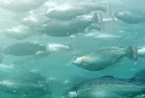 Một loài sản vật dưới nước da bạc, thịt mềm đang trở thành 'mỏ vàng' mới của người Nhật: Sản lượng tăng kỷ lục