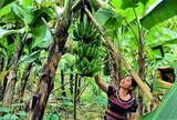"Cứu" ngành chuối khỏi căn bệnh gây thất thoát hàng triệu USD mỗi năm