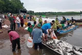 Hơn 200 tấn cá chết trắng hồ Trị An sau mưa lớn, người dân chung tay thu mua “giải cứu”