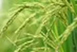 Vượt Trung Quốc, một quốc gia châu Á vừa trở thành nhà sản xuất gạo lớn nhất thế giới, sản lượng kỷ lục 154 triệu tấn