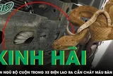 Người đàn ông bị rắn ngũ bộ cuộn trong xe điện lao ra cắn chảy máu bàn tay