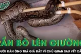 Phát hiện rắn bò lên giường lúc nửa đêm, người đàn ông trả giá đắt vì chủ quan sau vết cắn