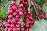 Giá cà phê hôm nay, 9-6: Robusta hồi phục, Arabica chưa tìm thấy đáy