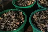 Sau gạo, thêm một mặt hàng của Thái Lan bị ‘cấm cửa’ tại quốc gia Đông Nam Á