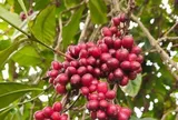 Giá cà phê hôm nay 10-6: Đồng loạt giảm, doanh nghiệp vẫn dè chừng