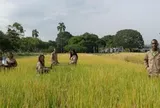 Một quốc gia châu Á mang công nghệ lúa gạo đến châu Phi, 10 năm sau thu kết quả bất ngờ