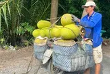 Trái cây lại rơi vào cảnh được mùa mất giá