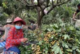 Campuchia quyết tâm làm giàu với loại quả Việt Nam đang trồng rất nhiều: Xuất khẩu trực tiếp sang Trung Quốc, tự tin sẽ mang lại lợi nhuận lớn