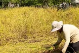 Campuchia quyết tâm làm giàu với loại nông sản Việt Nam đang trồng rất nhiều: Tự tin sẽ xuất khẩu được 1 triệu tấn, vừa thu về hơn 300 triệu USD