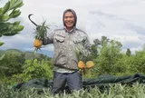 Làm giàu từ mô hình trồng dứa theo chuỗi liên kết bền vững