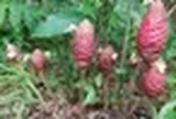 Từ loại cây mọc dại tại Việt Nam, các nhà khoa học tạo ra hoạt chất tiềm năng chống ung thư mạnh mẽ