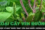 Loại cây mọc đầy ven đường được ví như 'khắc tinh' của đau nhức xương khớp