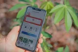 Dự án Khoai mì bền vững - ổn định năng suất và thu nhập cho người nông dân trồng mì