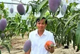 Giống xoài đắt đỏ bậc nhất thế giới 1,7 triệu/1 quả: Trồng thành công tại Việt Nam