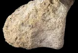 Hóa thạch bị quên 40 năm hóa ra là khủng long đầu tiên ở Nam Cực