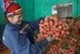 Vải thiều Bắc Ninh mất mùa vẫn lập kỷ lục doanh thu hơn 7.200 tỷ đồng