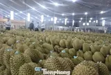 Cảnh báo cơn sốt tỷ đô: Đừng để sầu riêng một mình!