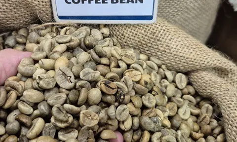 Giá cà phê hôm nay 28-2: Biến động liên tục, Chủ tịch VICOFA nói gì?