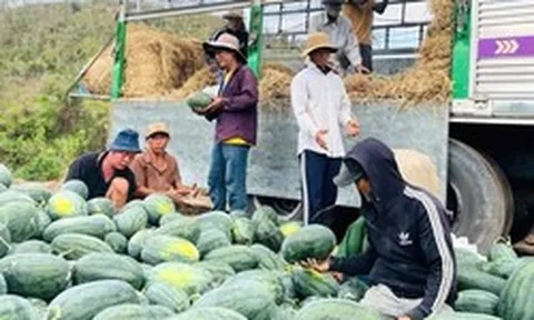 Giá dưa hấu còn 1.000 đồng/kg, nhiều hộ trồng lỗ hàng trăm triệu đồng
