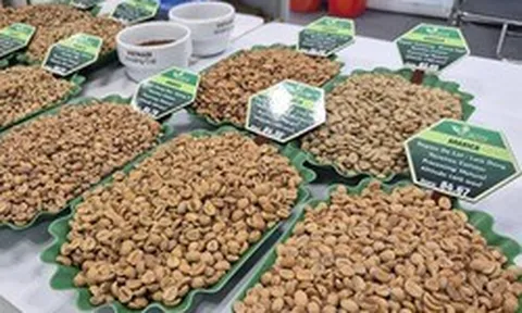 Giá cà phê hôm nay 26-3: Xuất hiện loại cà phê hơn 8 triệu đồng/kg