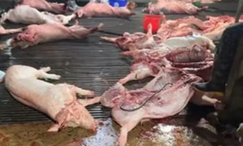 Sự thật kinh hoàng trong lò mổ cung cấp thịt cho chợ Hà Nội: Khoảng 3.600 con lợn dịch đã bị tuồn ra thị trường