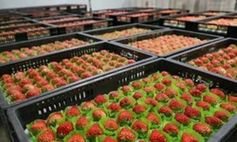 Rẻ hơn sầu riêng, một loại nông sản của Việt Nam bất ngờ xuất khẩu bùng nổ 2.000 lần ngay đầu năm