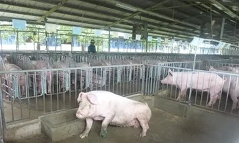 Giá heo hơi hôm nay, 14-4: Bật tăng ở chợ đầu mối