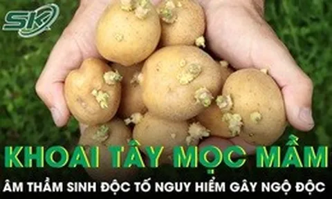 Khoai tây mọc mầm âm thầm sinh độc tố nguy hiểm có thể gây ngộ độc nặng
