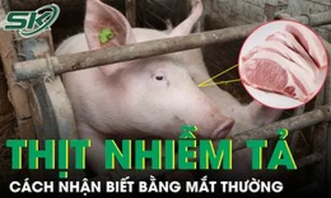 Cách nhận biết thịt nhiễm tả lợn châu Phi bằng mắt thường