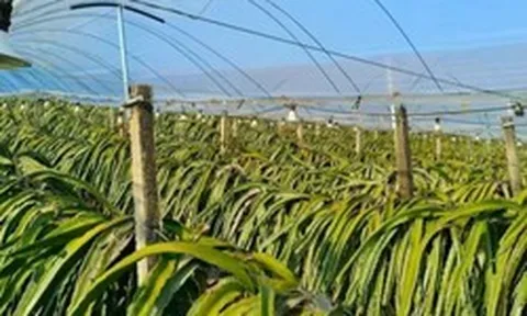 Không phải sầu riêng, Trung Quốc than khó với loại trái cây Việt Nam đang sản xuất đứng đầu thế giới: Giá chạm đáy 18.000 đồng/kg