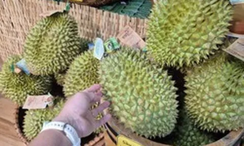 Giá sầu riêng tại vườn “chạm đáy”, vì sao giá bán lẻ vẫn cao?