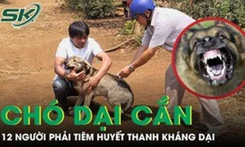 Chó hoang nghi dại cắn liên tiếp 12 người, trong đó có bé trai 6 tuổi