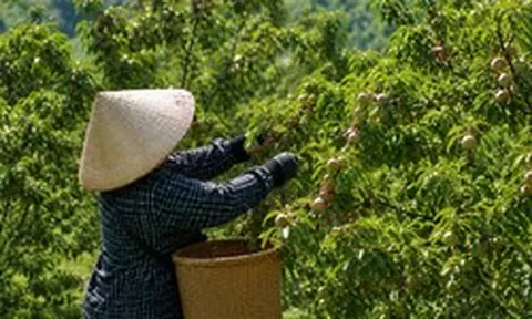 Loại quả bán đầy chợ Việt sang Mỹ thành hàng đắt đỏ: Có nơi giá chạm mốc 700.000 đồng/kg, ai cũng ngỡ ngàng